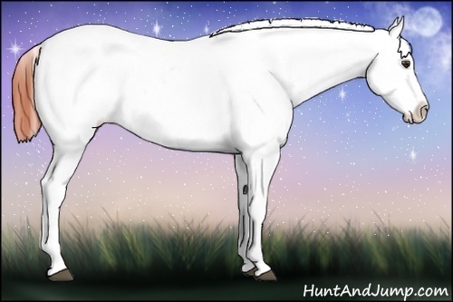 Horse Color:Bay Sabino Snowflake Varnish