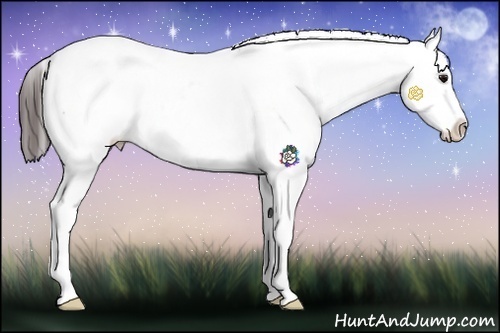 Horse Color:Bay Sabino Appaloosa 