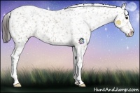 Horse Color:Brown Dun Snowflake Varnish