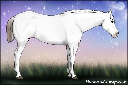 Horse Color:Brown Sabino Blanket Rabicano