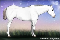 Horse Color:Brown Sabino Blanket Rabicano