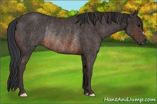 Horse Color:Brown Rabicano  Brindle