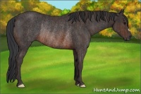 Horse Color:Brown Rabicano Brindle