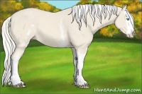 Horse Color:White Spotted Cremello Splash 