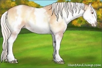Horse Color:White Spotted Silver Amber Champagne Onyx
