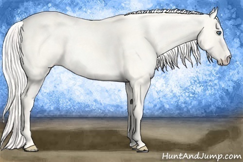 Horse Color:Cremello Dun 