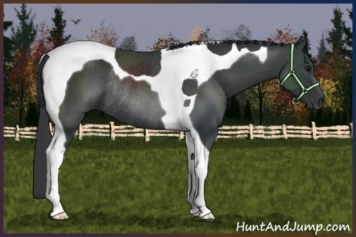 Horse Color:Black Tobiano Rabicano
