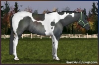 Horse Color:Black Tobiano Rabicano
