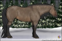 Horse Color:Brown Dun Rabicano Brindle