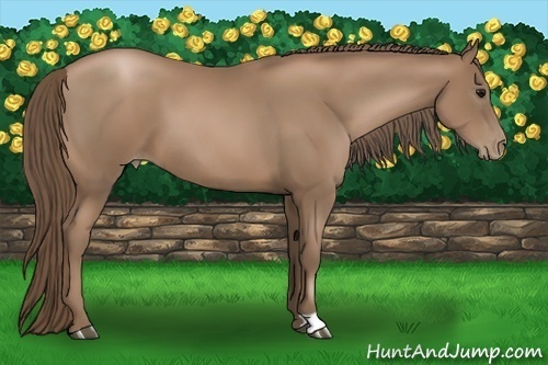 Horse Color:Black Pearl 