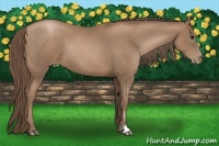 Horse Color:Black Pearl