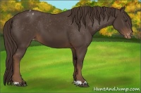 Horse Color:Liver Chestnut Appaloosa 