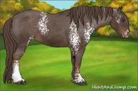 Horse Color:White Spotted Liver Chestnut Varnish