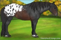 Horse Color:Brown Appaloosa 