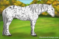 Horse Color:Black Appaloosa