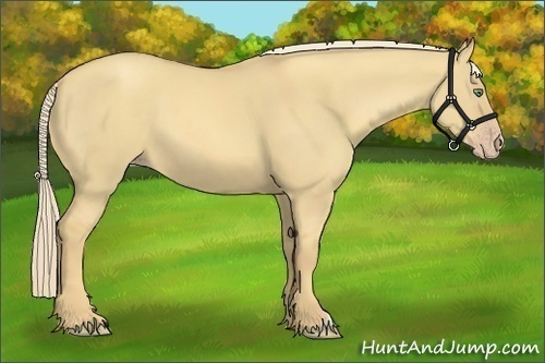Horse Color:Gold Cream Champagne Dun