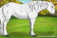 Horse Color:Gray Brown Ice