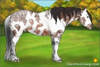 Horse Color:Bay Ice Splash 