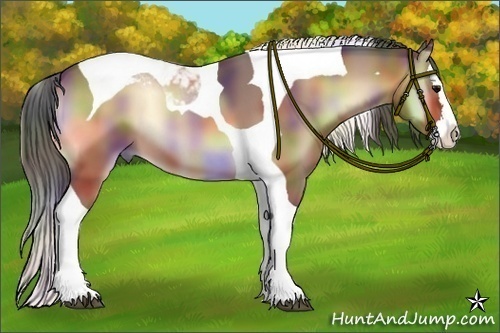 Horse Color:Nacre Buckskin Onyx Splash Tobiano 