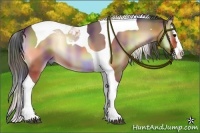 Horse Color:Nacre Buckskin Onyx Splash Tobiano