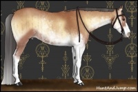 Horse Color:Buckskin Onyx Sabino Rabicano Brindle