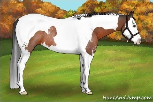 Horse Color:Bay Sabino Splash Tobiano Rabicano 