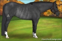 Horse Color:Black Rabicano 