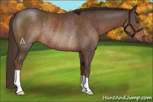 Horse Color:Liver Chestnut Rabicano 