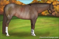 Horse Color:Liver Chestnut Rabicano 