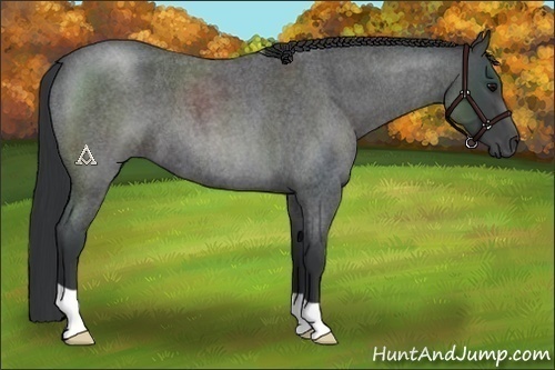Horse Color:Blue Roan 