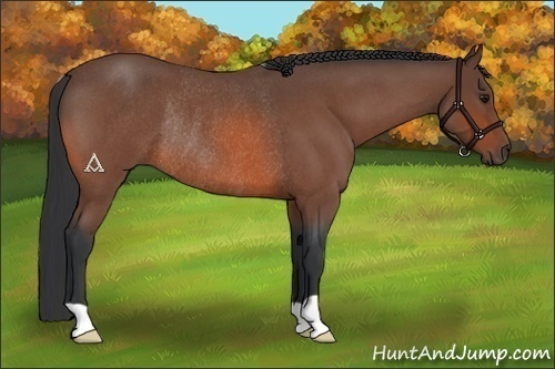 Horse Color:Bay Roan Rabicano 