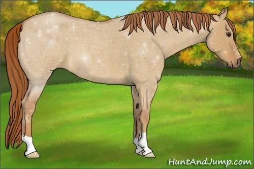 Horse Color:Red Dun Roan 
