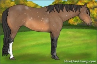 Horse Color:Buckskin 