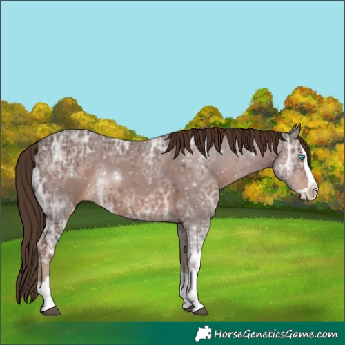 Horse Color:Liver Chestnut Ice Splash 