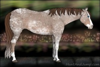 Horse Color:Liver Chestnut Ice Splash 