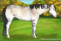 Horse Color:White Spotted Bay Roan Onyx Splash 