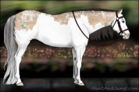 Horse Color:Amber Champagne Ice Splash 