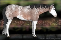 Horse Color:Bay Ice Splash 