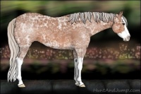 Horse Color:Silver Bay Ice Splash 