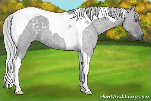Horse Color:Silver Grullo Chinchilla Roan Tobiano 