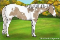 Horse Color:White Spotted Silver Grullo Splash Tobiano 