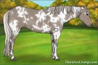 Horse Color:White Spotted Silver Grullo 