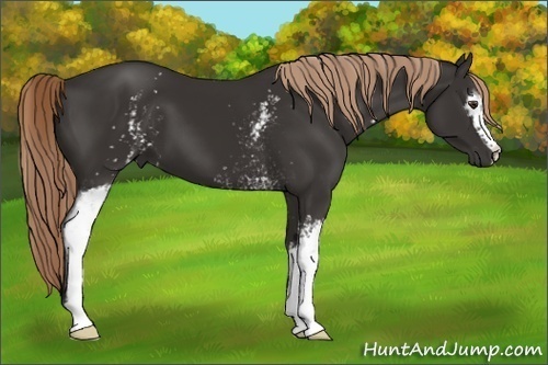 Horse Color:White Spotted Liver Chestnut 