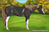 Horse Color:White Spotted Liver Chestnut