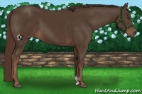 Horse Color:Liver Chestnut Sabino 