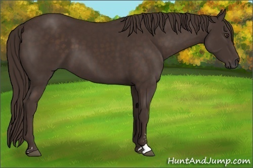 Horse Color:Liver Chestnut Sabino