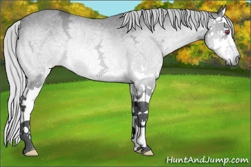 Horse Color:Silver Bay Chinchilla Ice Splash Rabicano 