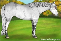 Horse Color:Silver Bay Chinchilla Ice Splash Rabicano