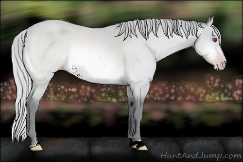Horse Color:Silver Amber Champagne Chinchilla 
