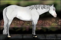 Horse Color:Silver Amber Champagne Chinchilla 
